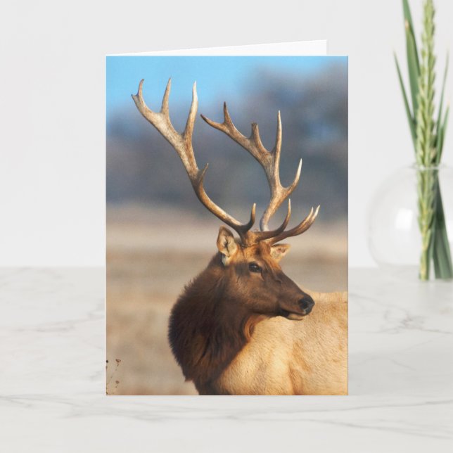 Portrait of a Stunning Bull Elk Card (Front)