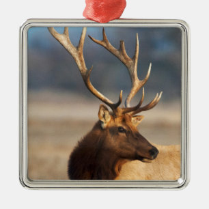 Portrait of a stunning bull elk metal tree decoration