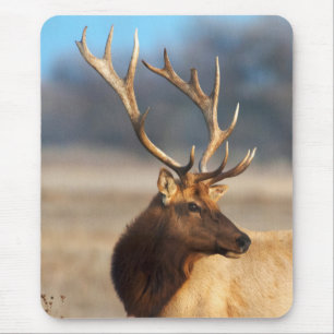 Portrait of a stunning bull elk mouse mat