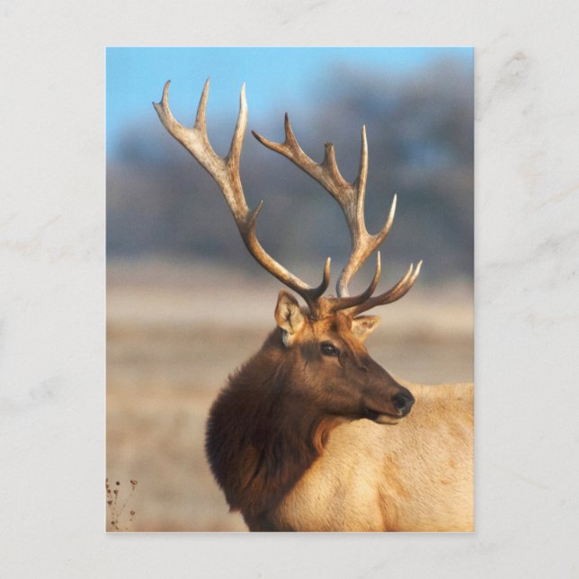Portrait of a stunning bull elk postcard (Front)
