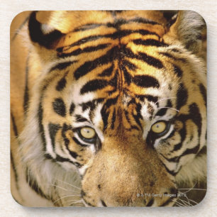 Portrait of a tiger coaster