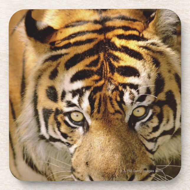 Portrait of a tiger coaster (Front)