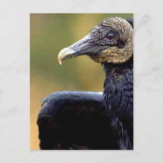 Portrait of a Vulture Postcard
