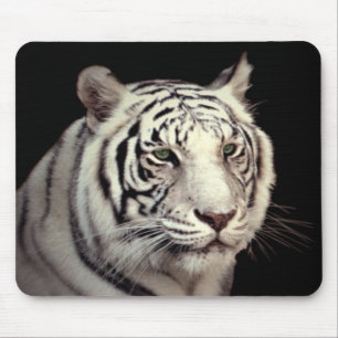 Portrait of a White Bengal Tiger Mouse Mat