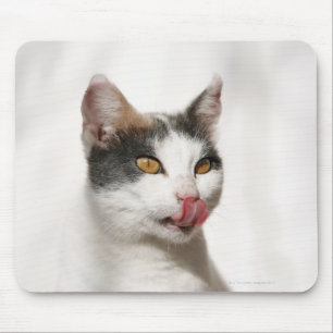 Portrait of a white cat licking mouse mat