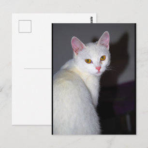 Portrait of a White Cat Postcard