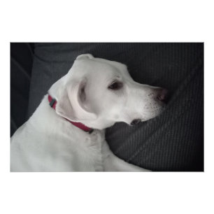 Portrait of a White Dog Traditional and Classic Poster