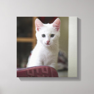 Portrait of a white kitten, Sweden. Canvas Print