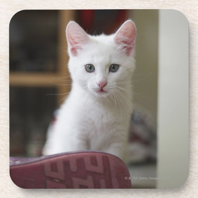 Portrait of a white kitten, Sweden. Coaster (Front)