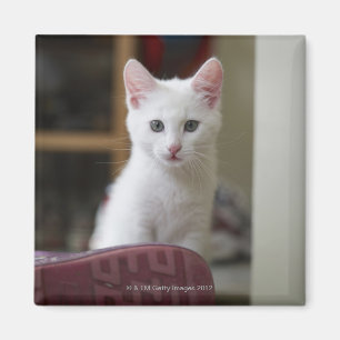 Portrait of a white kitten, Sweden. Magnet