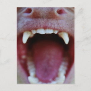 Portrait of a White-Throated Capuchin Monkey Postcard