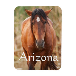 Portrait of a Wild Mustang, Arizona Magnet