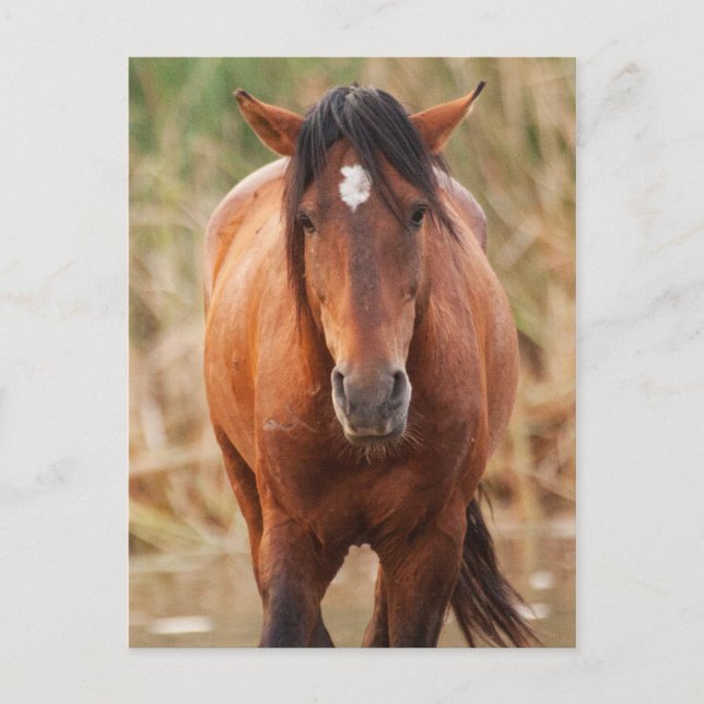 Portrait of a Wild Mustang Postcard (Front)