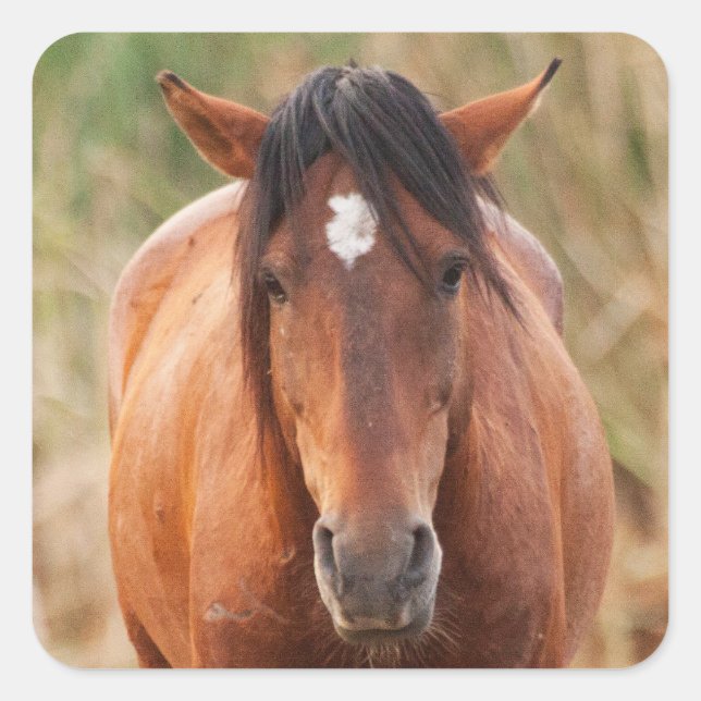 Portrait of a Wild Mustang Square Sticker (Front)