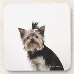 Portrait of a Yorkshire Terrier dog Coaster