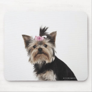 Portrait of a Yorkshire Terrier dog Mouse Mat