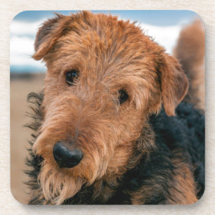 Portrait of an Airedale Terrier Coaster