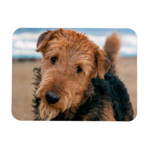 Portrait of an Airedale Terrier Magnet