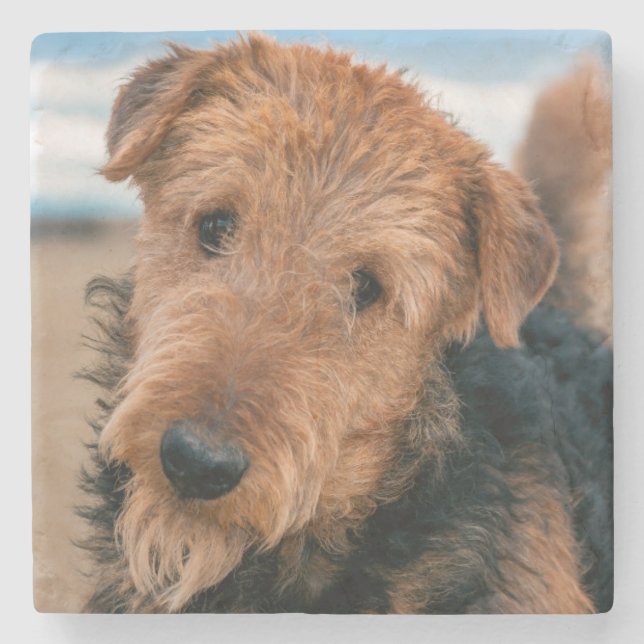 Portrait of an Airedale Terrier Stone Coaster (Front)