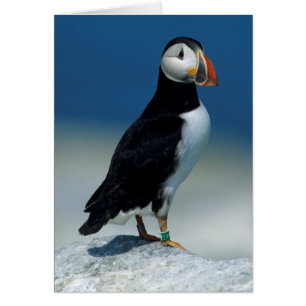 Portrait of an Atlantic Puffin