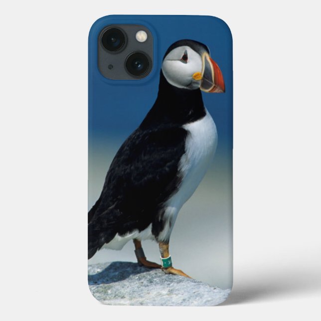 Portrait of an Atlantic Puffin Case-Mate iPhone Case (Back)