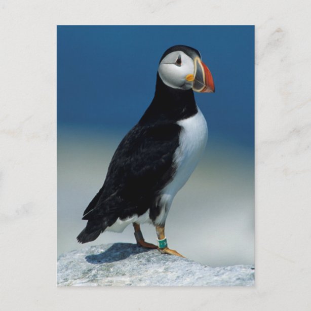 puffin gift ideas