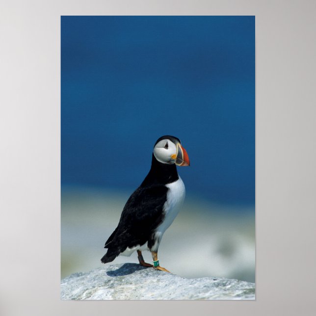 Portrait of an Atlantic Puffin Poster (Front)