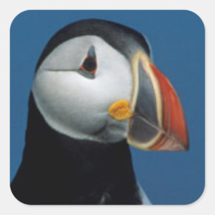 Portrait of an Atlantic Puffin Square Sticker