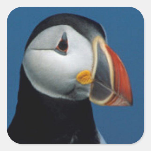 Portrait of an Atlantic Puffin Square Sticker (Front)