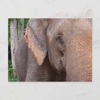 Portrait of an elephant postcard