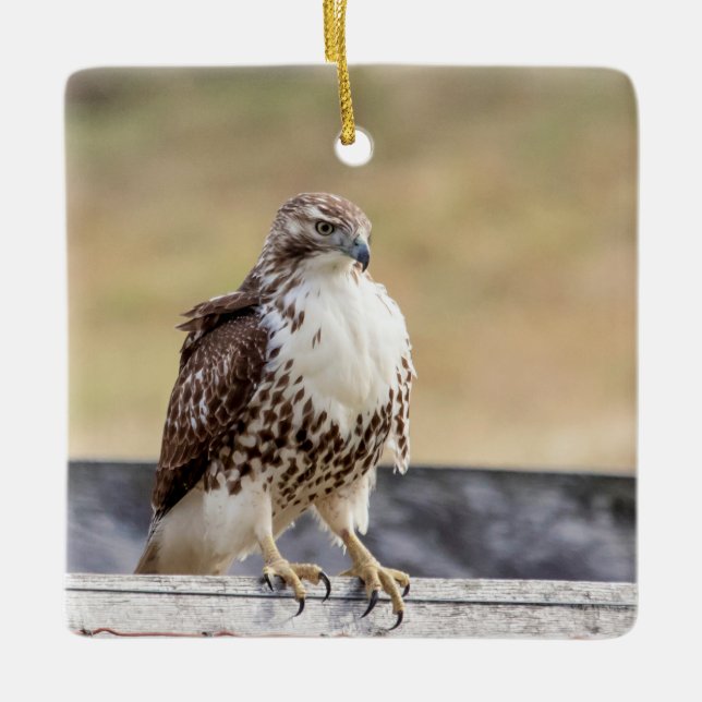 Portrait of an Immature Red Tailed Hawk Ceramic Tree Decoration (Front)