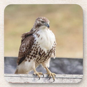 Portrait of an Immature Red Tailed Hawk Coaster