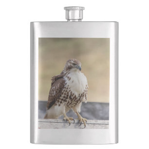 Portrait of an Immature Red Tailed Hawk Hip Flask