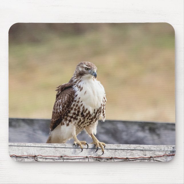 Portrait of an Immature Red Tailed Hawk Mouse Mat (Front)