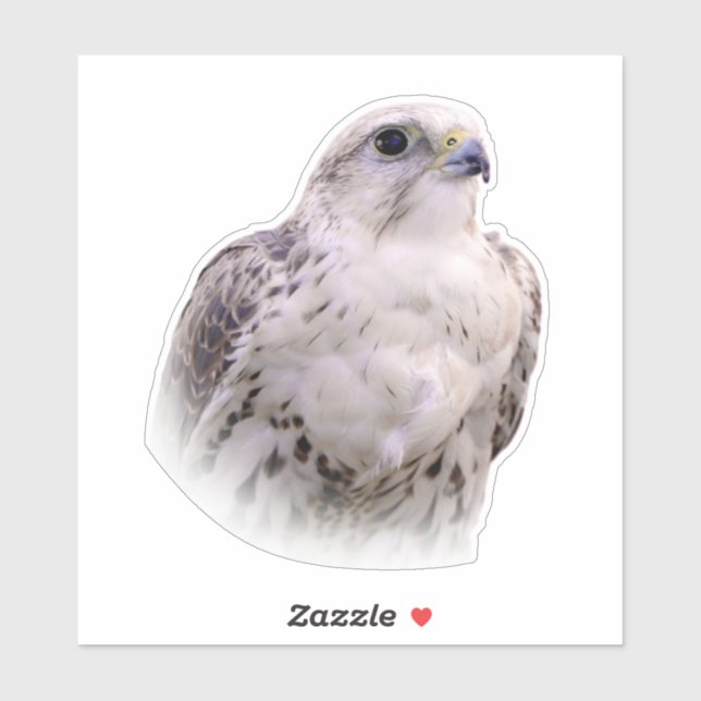 Portrait of an Inquisitive Saker Falcon (Sheet)