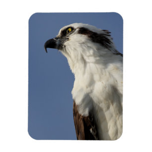 Portrait of an osprey magnet
