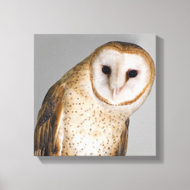 Portrait of barn owl (Tyto alba). Canvas Print (Front)