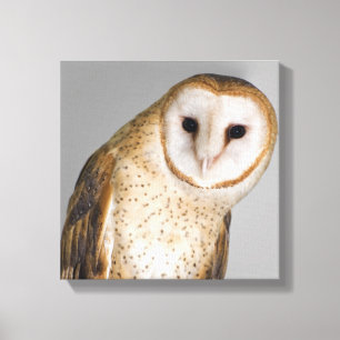 Portrait of barn owl (Tyto alba). Canvas Print
