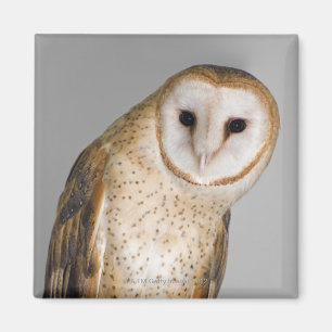 Portrait of barn owl (Tyto alba). Magnet