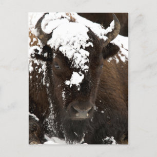 Portrait of Bison Covered in Snow Holiday Postcard