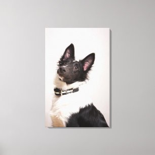 Portrait of black and white shetland sheepdog canvas print