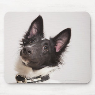 Portrait of black and white shetland sheepdog mouse mat
