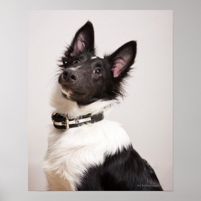 Portrait of black and white shetland sheepdog poster (Front)
