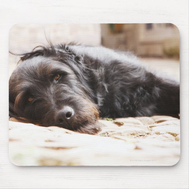 portrait of black dog lying in yard mouse mat (Front)