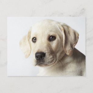 Portrait of blonde Labrador Retriever Puppy Postcard