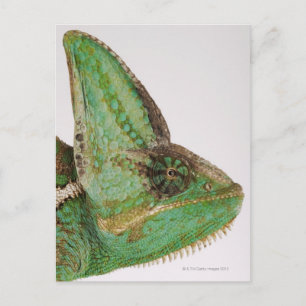 Portrait of boldly coloured Yemen chameleon Postcard
