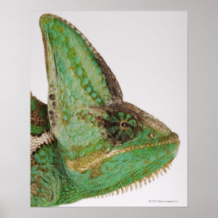Portrait of boldly coloured Yemen chameleon Poster