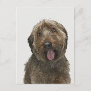 Portrait of Briard dog Postcard