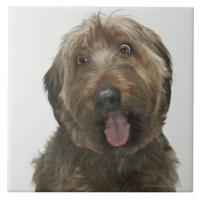 Portrait of Briard dog Tile (Front)