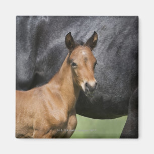 portrait of brown foal magnet
